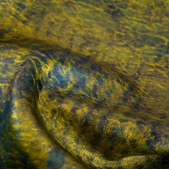 Snake
